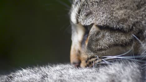 extreme close up in sow motion of gray tabby cat cleaning itself