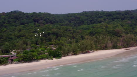 flock of white seagulls circling above tropical koh kood beach and sea