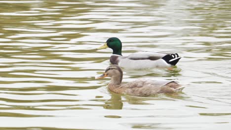 mannelijke en vrouwelijke wilde eendeenden die op rustige vijver in parijs, frankrijk zwemmen