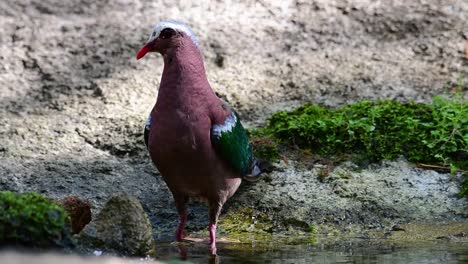 common emerald dove grooming after a bath in the forest during a hot day, chalcophaps indica, in slow motion