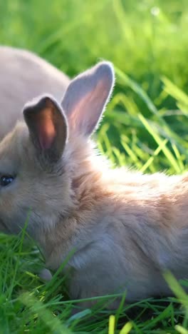 cute rabbits grazing in green grass