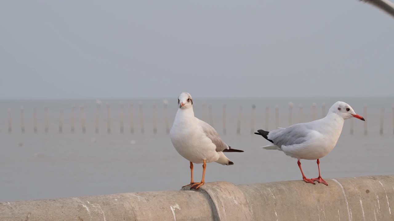 Two kinds of Gulls standing on a concrete railing, the other flies away