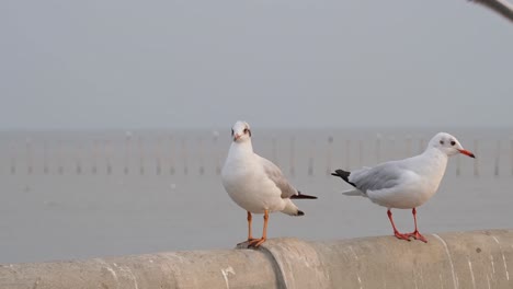 two kinds of gulls standing on a concrete railing, the other flies away