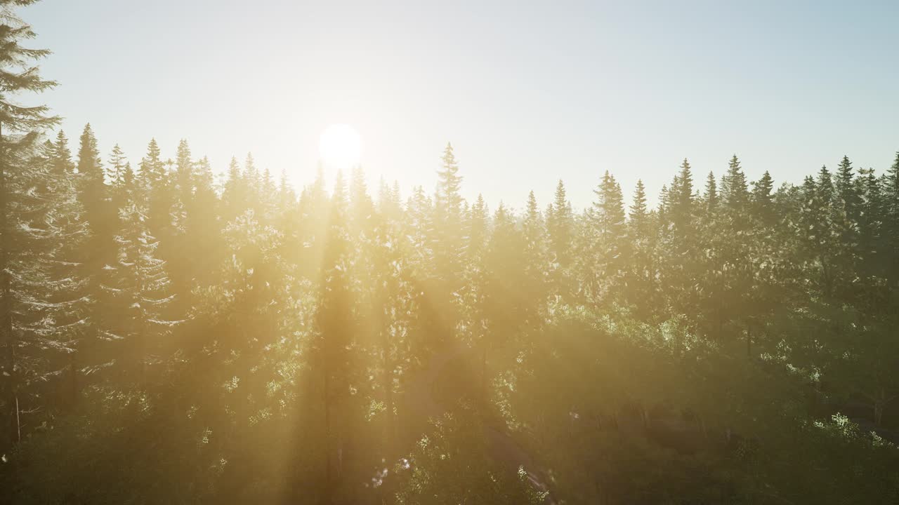 árboles verdes saludables en un bosque