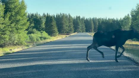mom and calf moose crossing the road in front of a car in island park, idaho, usa