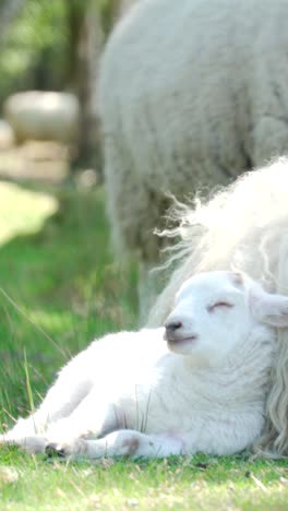 baby lamb resting