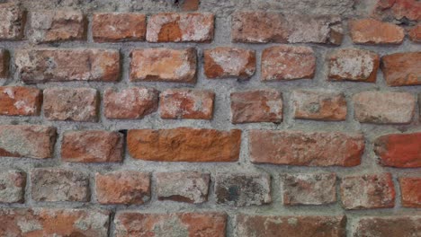 Red Brick pared