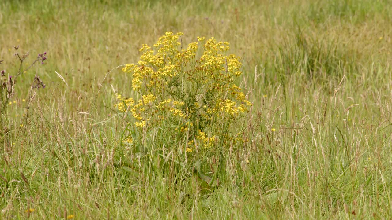 Fireweed in a river meadow by river Wensum