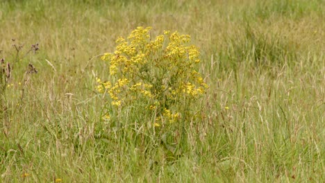 Fireweed-En-Una-Pradera-Fluvial-Junto-Al-Río-Wensum