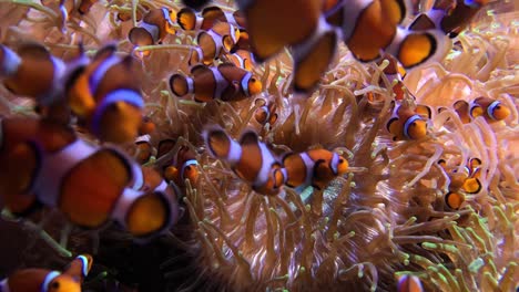 el pez payaso o pez anémona son peces de la subfamilia amphiprioninae en la familia pomacentridae