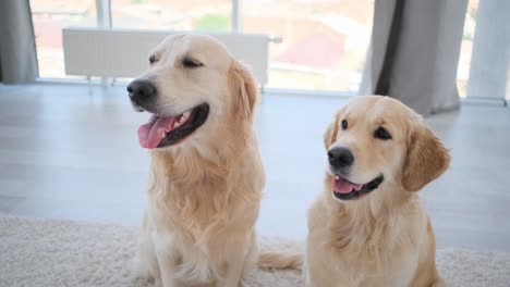 pair of golden retriever at home