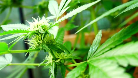 Planta-De-Cannabis-Narcótico-De-Marihuana-Recreativa-Medicinal-Ilegal-Prohibido-Invernadero-Interior-Hierba-Herbaria