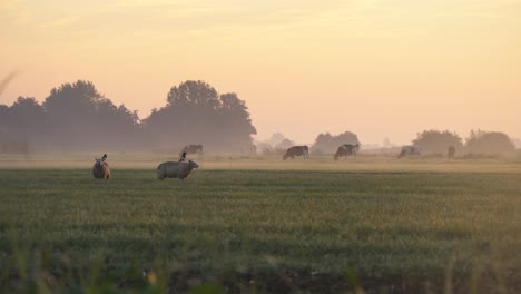 misty sunrise over a farmland