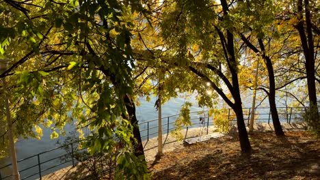 autumn by the river: golden leaves and sunlight