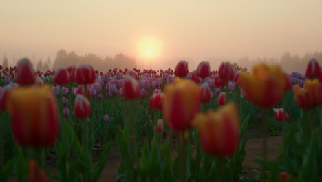 vista pintoresca del parque de flores de primavera al amanecer. jardín floral en la niebla de la mañana