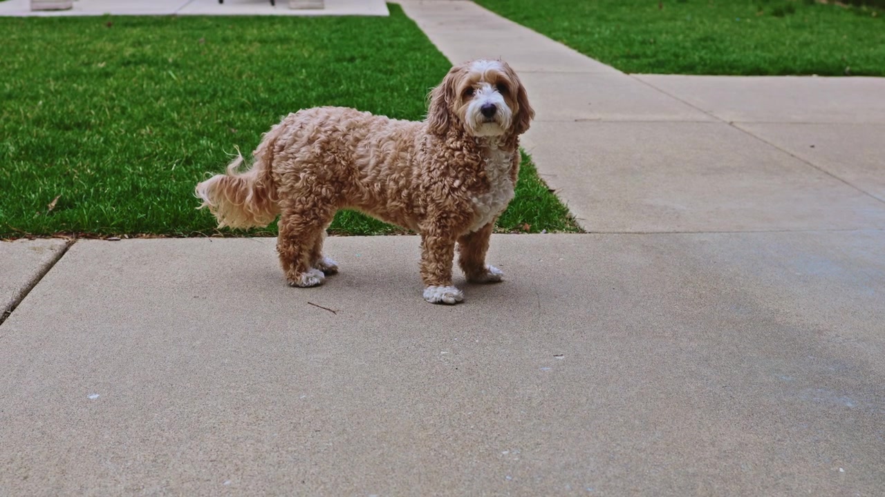Un cane in piedi su un sentiero di cemento, vicino all'erba, in un parco di una zona residenziale, di giorno.