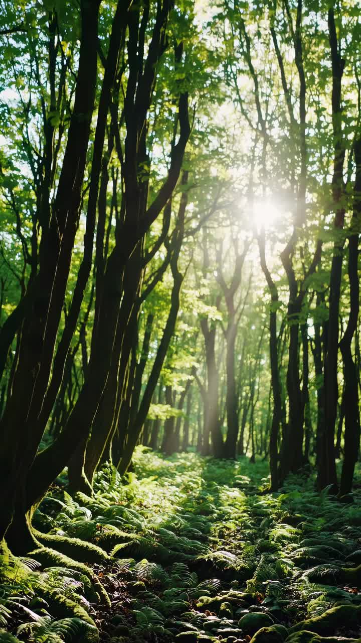 Sunlight filters through lush green trees in a serene forest, captured from a low-angle