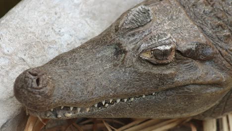 close-up of american alligator resting, closing jaw, softly bitting and closing eyes