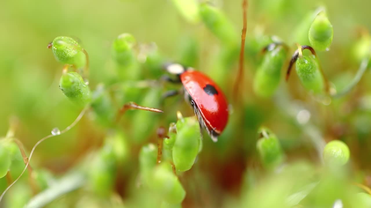 숲 속 의 초록 잔디 에 있는 여우벌레 의 가까운 야생 동물