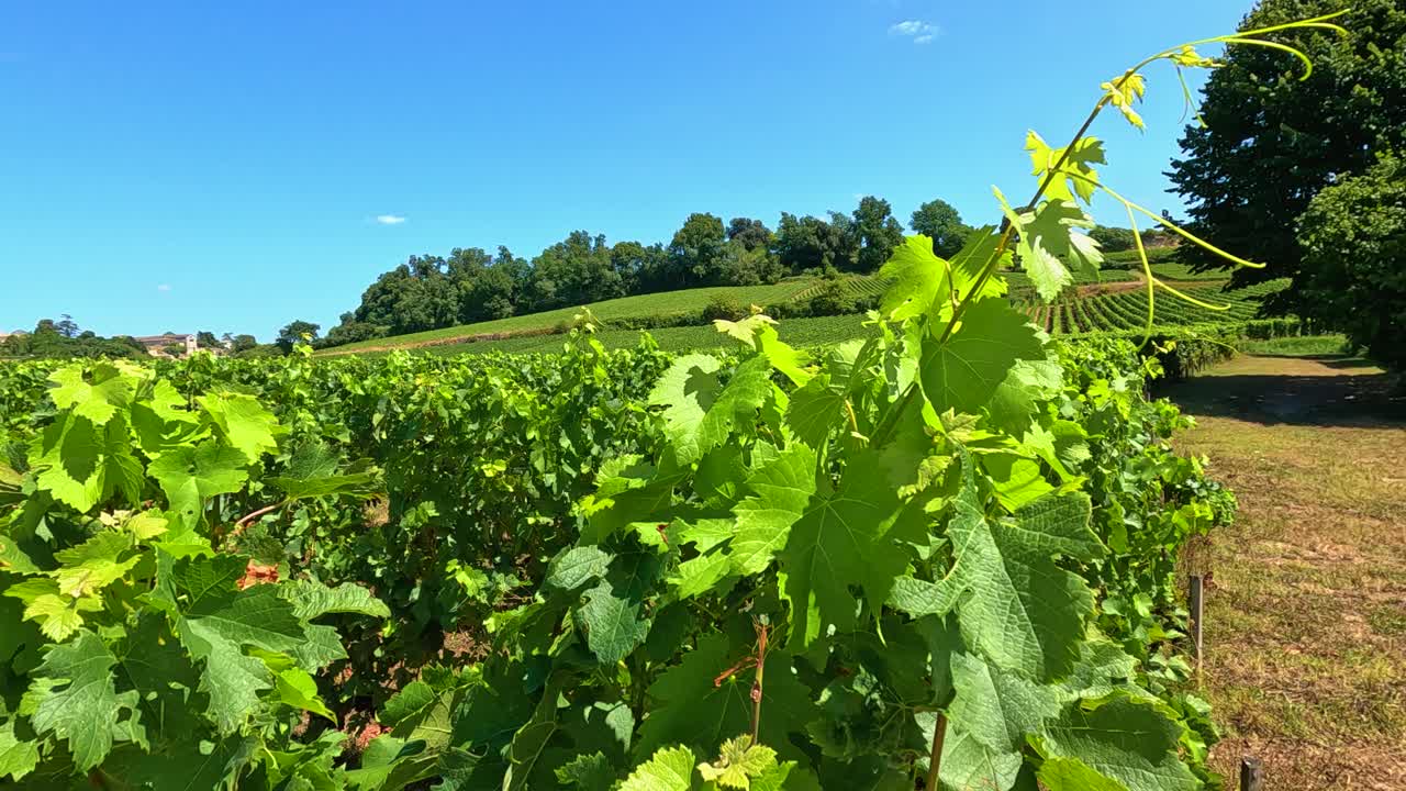un viñedo exuberante bajo un cielo azul claro