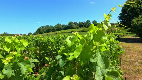 Lush vineyard under clear blue skies