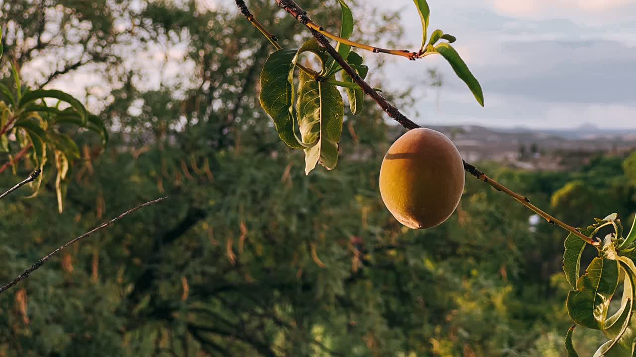melocotón en una rama de árbol