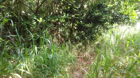punto de vista de una caminata por la jungla junto a las blancas playas de anse coco, petit anse y grand anse en la digue, seychelles