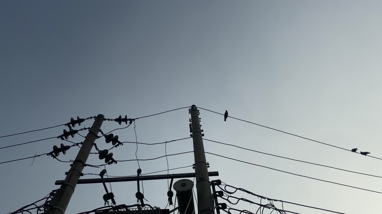 Black Birds Perched On Electric Power Lines Low Angle Shot