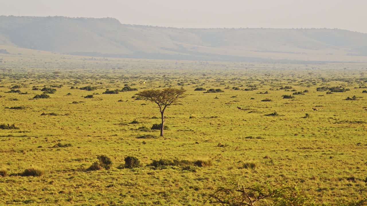 Aerial African Wildlife Shot of Birds and Animals in Masai Mara in Africa, Kenya Hot Air Balloon Ride Flight View Flying Over Amazing Beautiful Savanna Landscape Scenery in Maasai Mara From Above