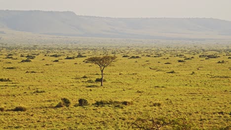 aerial african wildlife shot of birds and animals in masai mara in africa, kenya hot air balloon ride flight view flying over amazing beautiful savanna landscape scenery in maasai mara from above