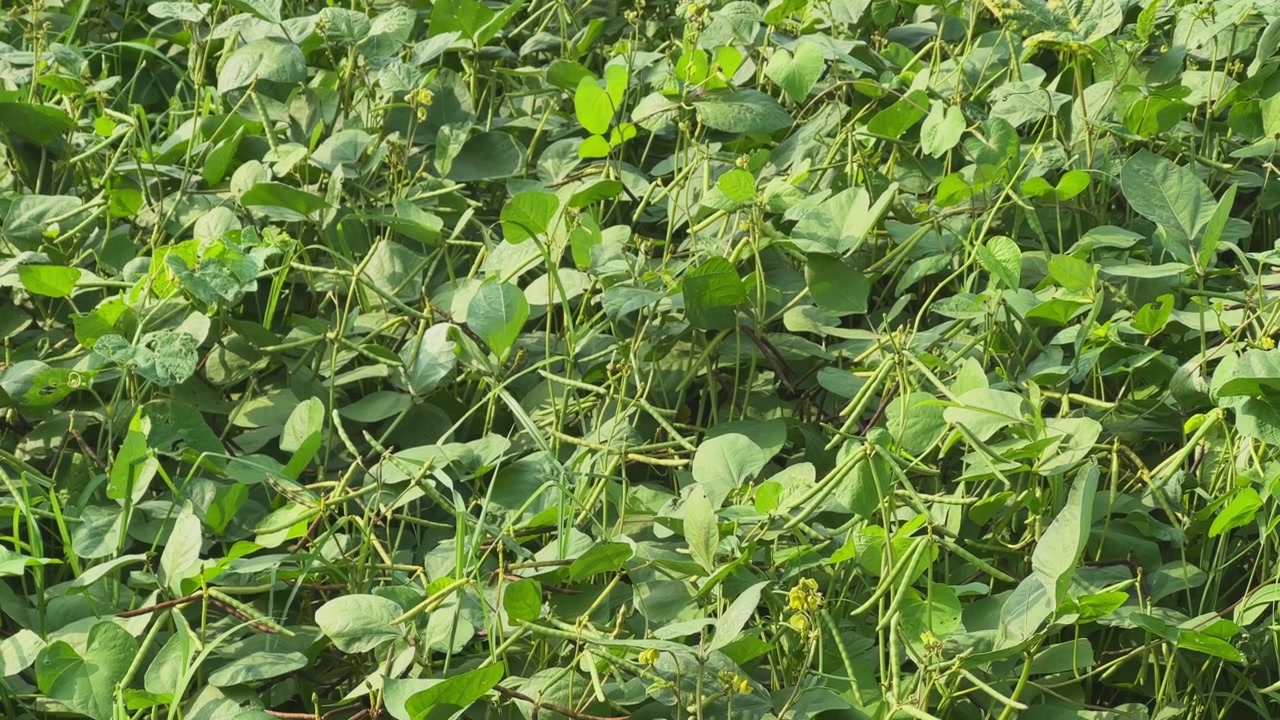 Tilt down shot across dense moong bean plants showcasing numerous seed pods at different growth stages Most pods remain green while a few have started ripening highlighting crop maturity progression