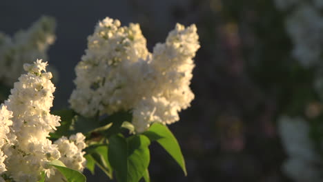 Blume-Des-Frühlings