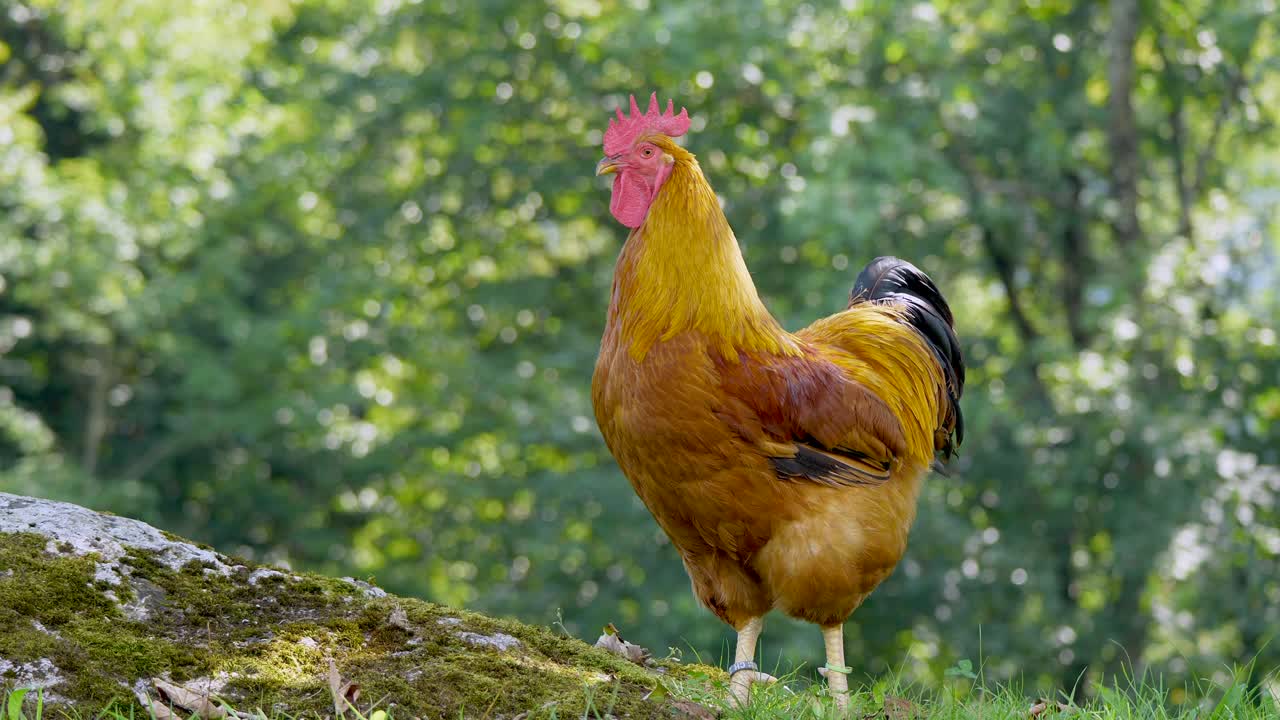 primer plano de majestuoso pollo marrón salvaje descansando en el desierto durante el día soleado en la parte superior
