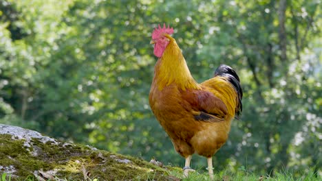 Close-up-shot-of-majestic-wild-Brown-Chicken-resting-in-Wilderness-during-sunny-day-on-top