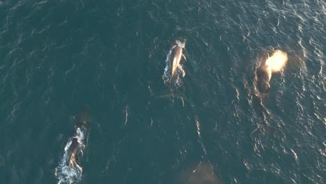 Tres-Ballenas-Jorobadas-Aparecen-En-La-Superficie-Del-Océano-Nadando-Y-Escupiendo-Agua-Azul