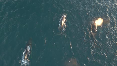 tres ballenas jorobadas aparecen en la superficie del océano nadando y chorreando a través del agua azul