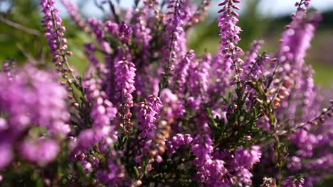 extreme close of pink wild fern in the new forest, hampshire, uk, 4k