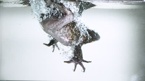 Slow-motion-splashing-bullfrog-in-water---liquid-submerging-extreme-slow-motion-animal-behaviour