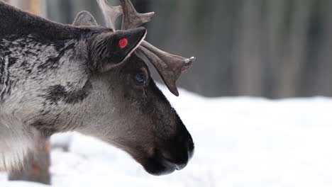 Closeup-Of-Woodland-Caribou-Roaming-On-Snowy-Forest-In-Yukon,-Canada