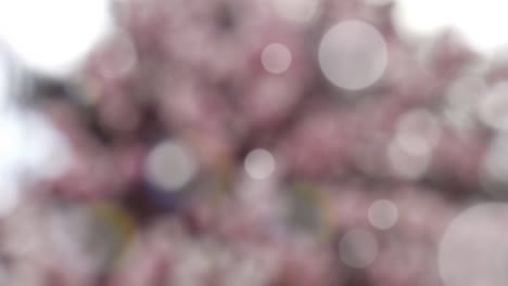 fondo de resorte abstracto con bokeh