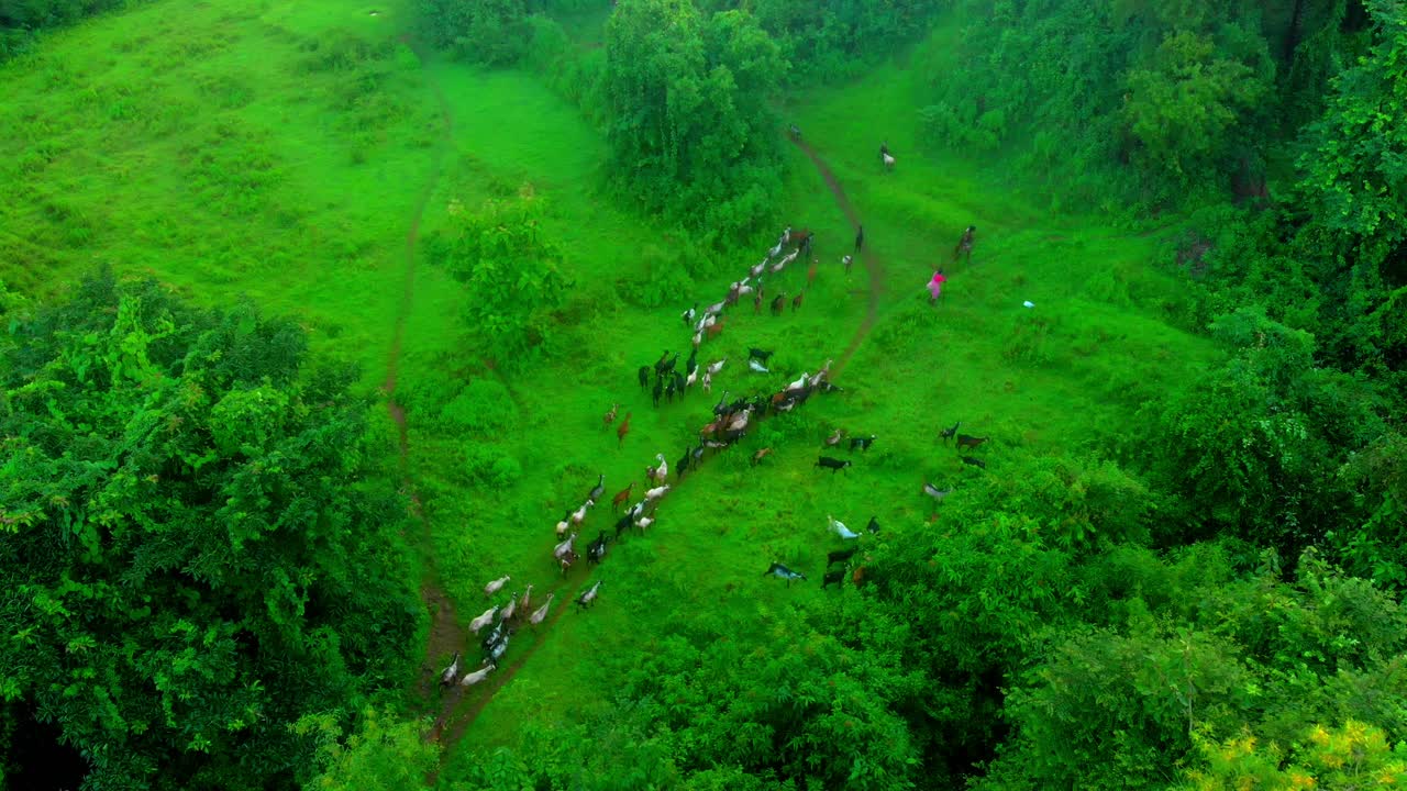 정글 무인 항공기 조감도에서 염소 휴경 마스터