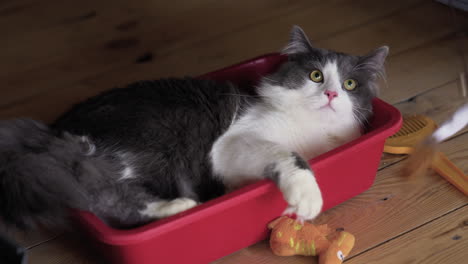 gray cat laying in a red box