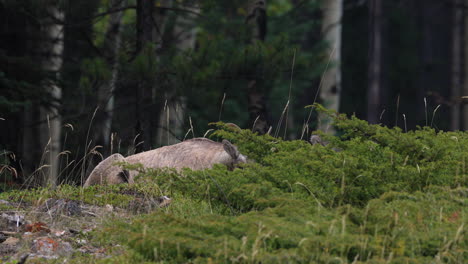 Single-Female-Big-horn-sheep-resting-on-hill-looking-up,-static-shot