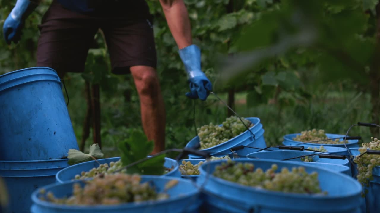 Farmer picking up a bucket full of grapes in the middle of a lot of buckets