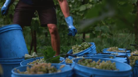 farmer picking up a bucket full of grapes in the middle of a lot of buckets