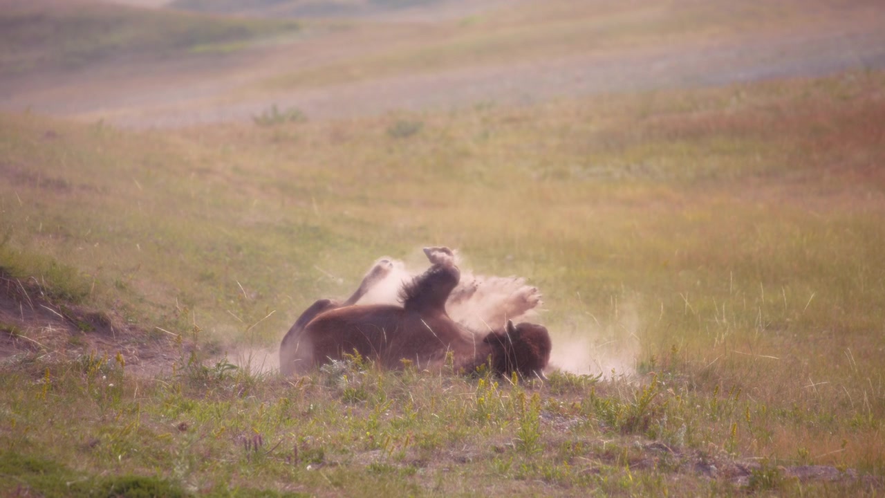 A brown buffalo rolling in the dirt