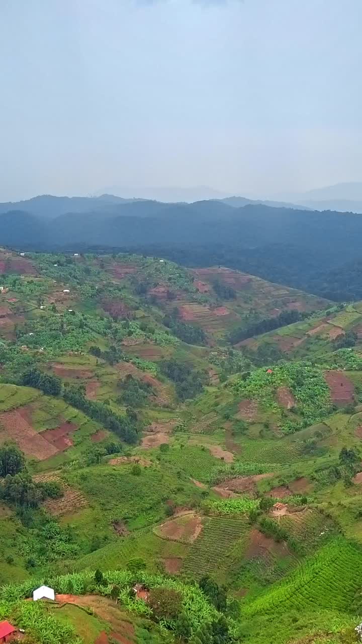 Det vidtstrakte landskab i Bwindi Impenetrable Forest National Park afslører terrasserede teplantager og landbrugsterrasser hen over bølgende bakker i Kanungu, Uganda, under en vid himmel, lodret droneglidning.