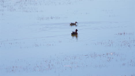 two ducks swimming in a tranquil patagonian lake surrounded by grass and still water