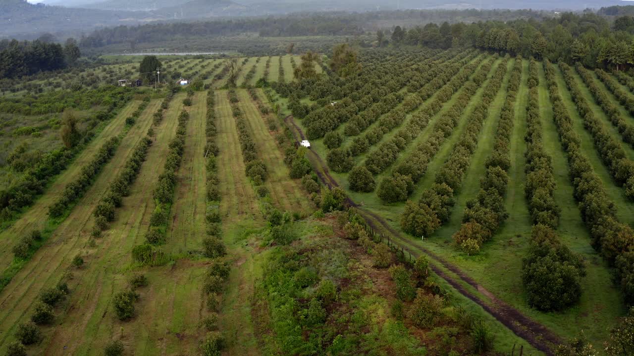 DRONE: DRONE TRACKING SHOT OF A TRUCK ARRIVING AT AN AVOCADO ORCHARD IN URUAPAN