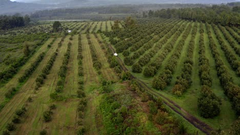 drone: drone tracking shot of a truck arriving at an avocado orchard in uruapan